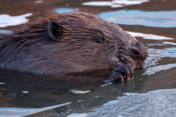 istock Close-up of beaver 506714133