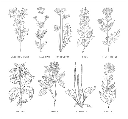 Medical Herbs Vector Set Hannddrawn Style Stock Illustration - Download ...