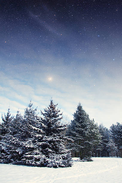 istock winter night in the park. 506714971