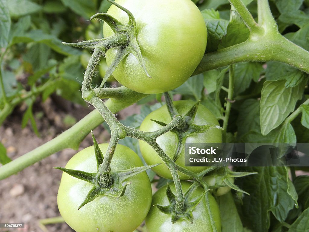 Jarin tomato Tomatoes from the garden Agriculture Stock Photo