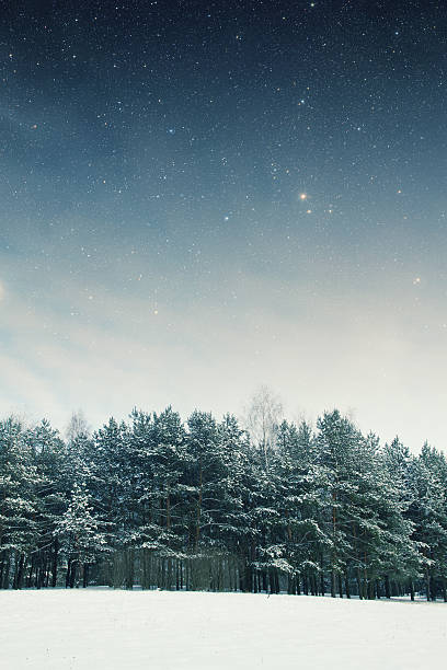 istock winter night in the park. 506715711