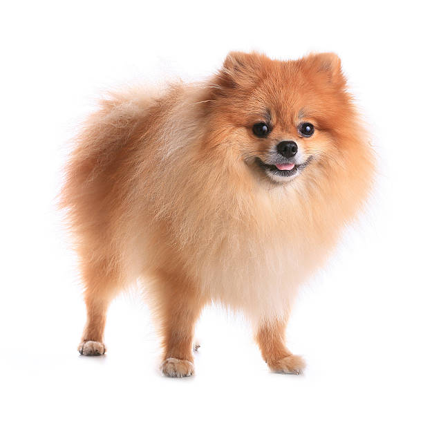 istock pomeranian dog isolated on white background 506715809