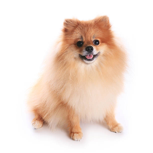 istock pomeranian dog isolated on white background 506715823