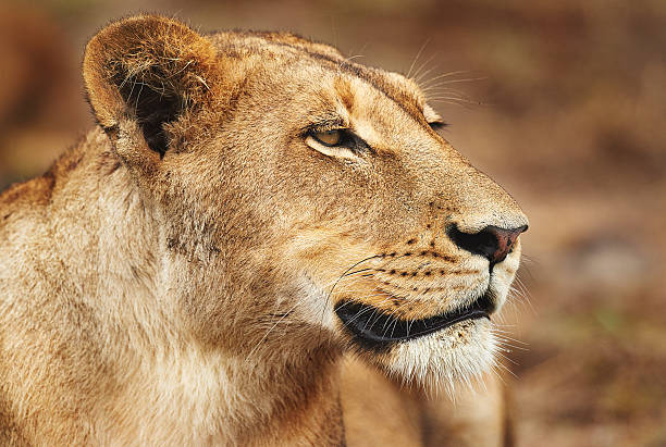 istock Feeling like queen of the jungle 506716126