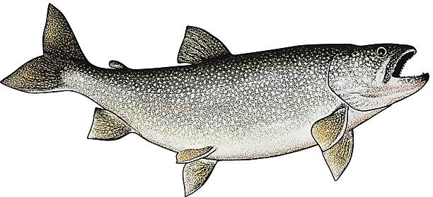 lake trout na białym tle - trout fishing stock illustrations