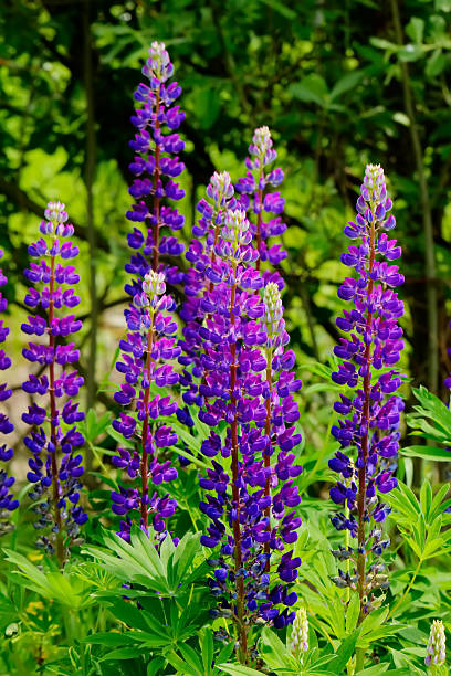 istock Lupine flowers. 506716280