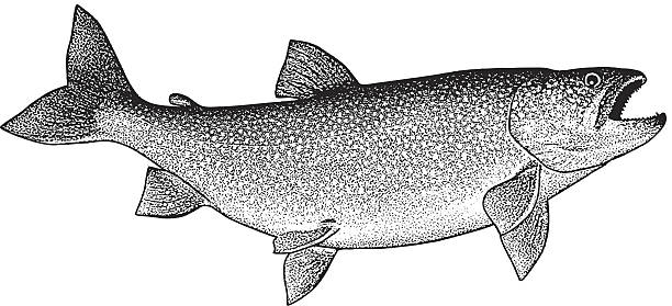 Lake Trout Isolated On White Background Trophy Lake Trout isolated on white background. trout illustrations stock illustrations
