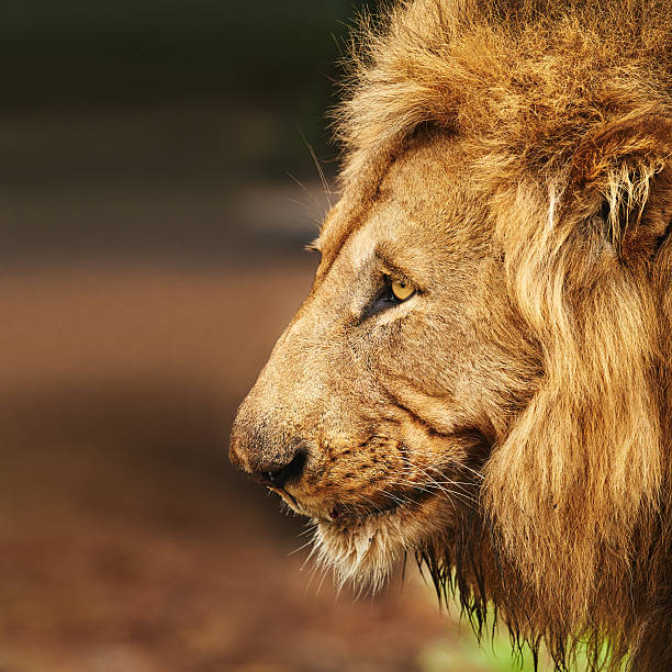 istock He's a king with a lot of pride 506716524