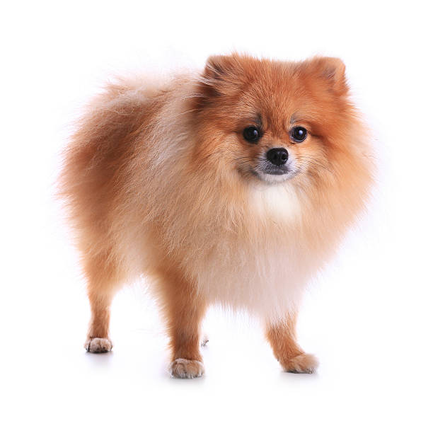 istock pomeranian dog isolated on white background 506716561