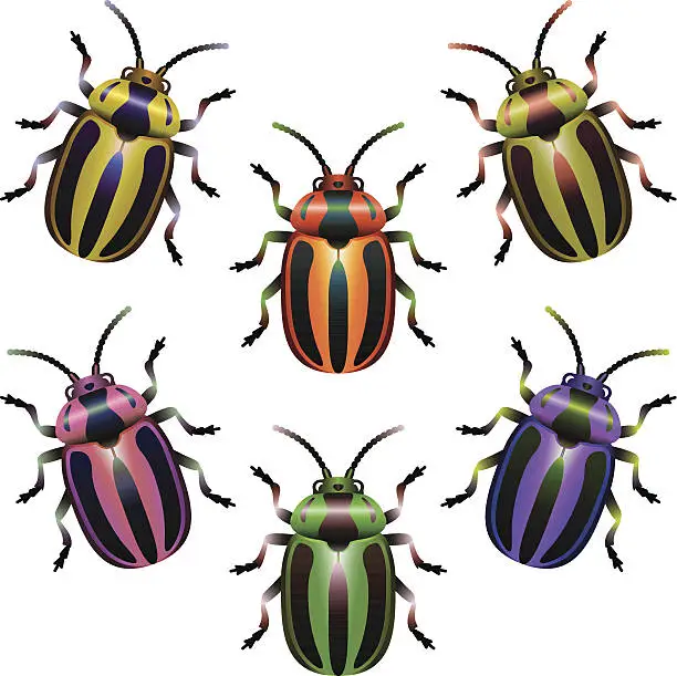 Vector illustration of Bugs Set Vert Stripes Beetles