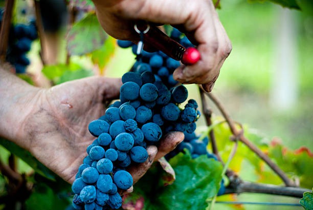 istock Harvest of red grapes 506717043
