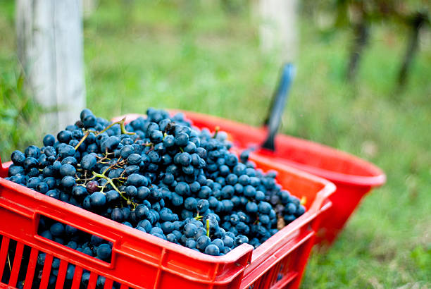 корзина свежих выбрали виноград - filari стоковые фото и изображения