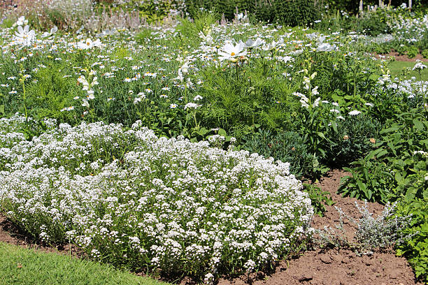 画像のホワイトガーデン、herbaceous 植物、ホワイトの�花、alyssum 、daisies - evergreen candytuft ストックフォトと画像