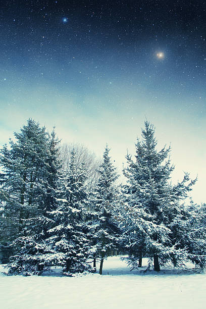 istock winter night in the park. 506717219
