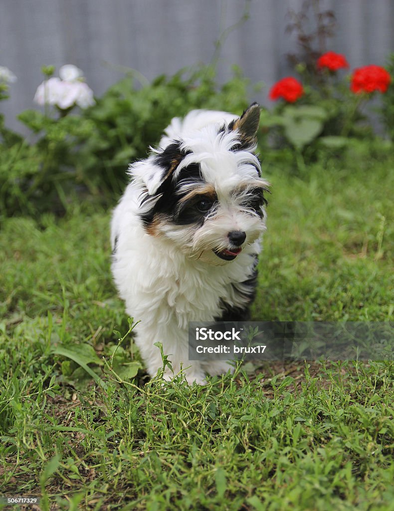 puppy cheerful little tricolor puppy on a background of nature Animal Stock Photo