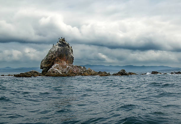 cormorants sitting on the rocks stock photo