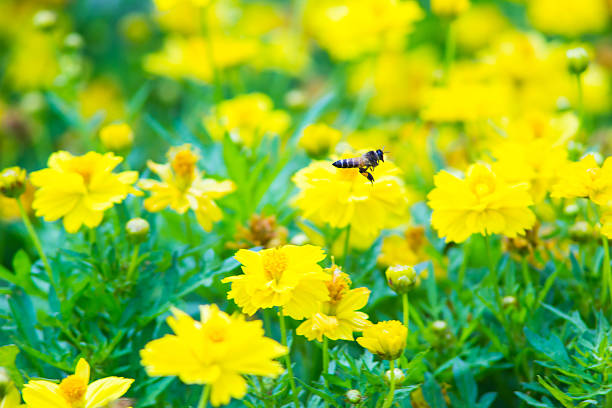 istock Bee Flying Over cosmos Flower field 506724085