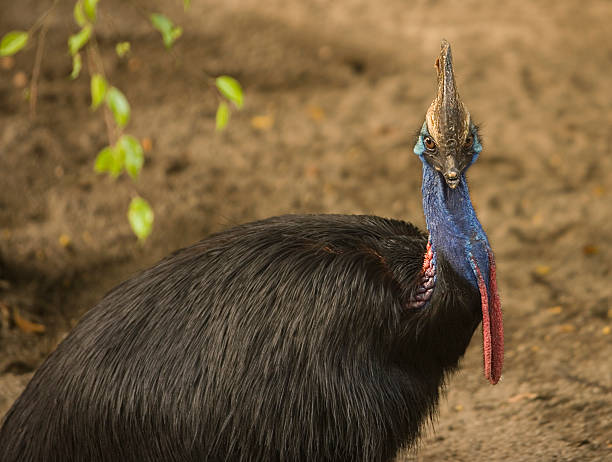 istock Southern Cassowary Staring at Camera 506724127