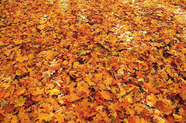 istock Autumn coloured maple leaves on grass 506725827