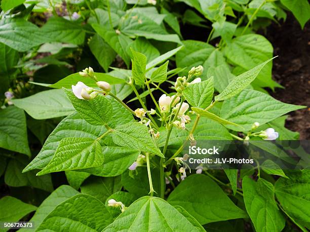 Green Beans Stock Photo - Download Image Now - Agriculture, Bean, Bush