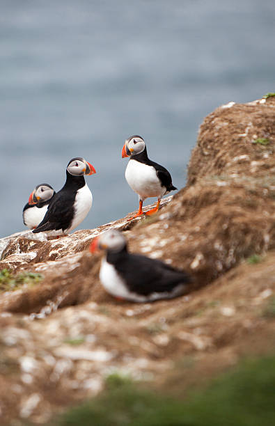 istock Puffins on Icelandic Cliff 506727045
