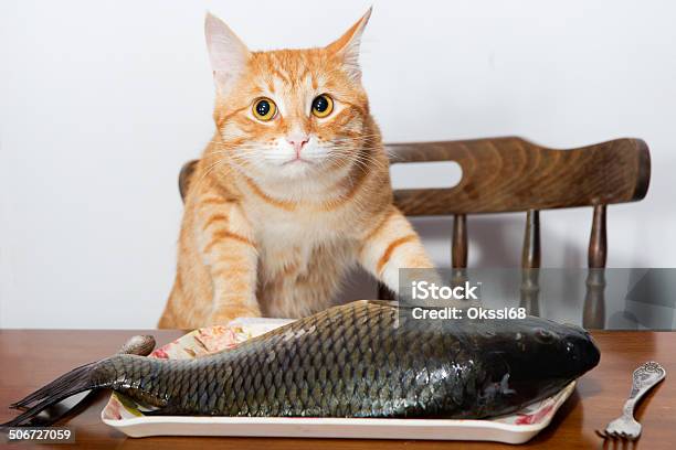 Orange Katze Und Einem Big Fish Stockfoto und mehr Bilder von Fisch - Fisch, Hauskatze, Domestizierte Tiere