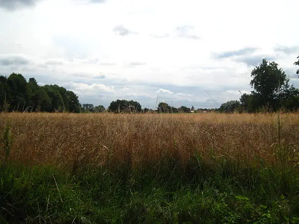 Photo of Brown field