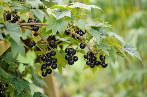 Ripe blackcurrants hanging from a bush.