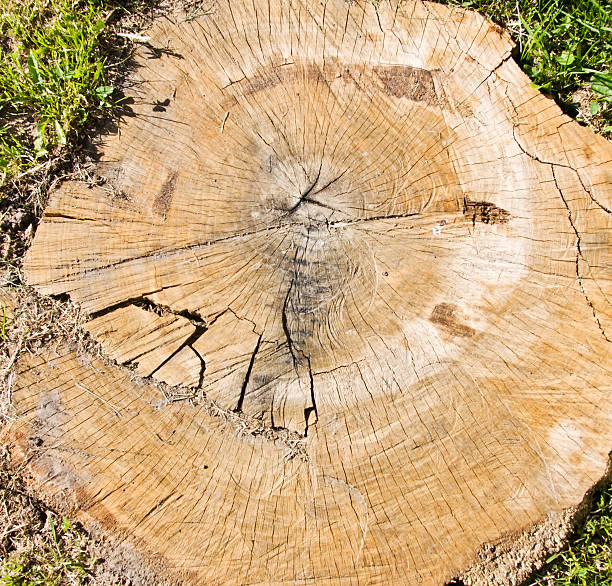 istock Old wooden texture. Cross section 506729399