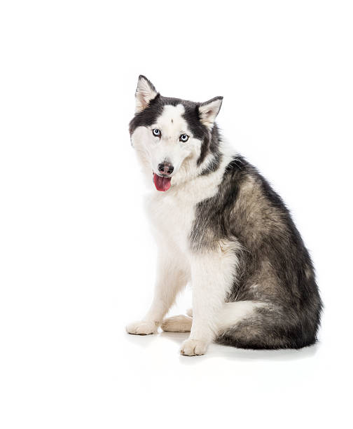 istock Seated Alaskan Malamute or Husky Dog Isolated on White 506729513