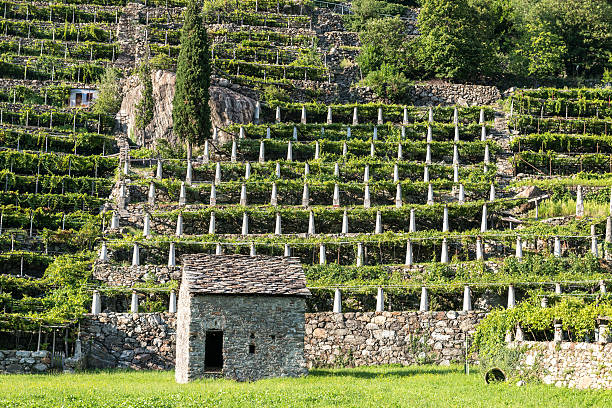 Stone house and vineyards, Pont Saint Martin (Italy) stock photo