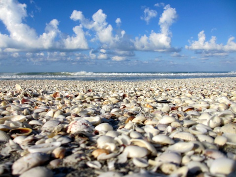 Beautiful, shell filled beach on Sanibel Island Florida