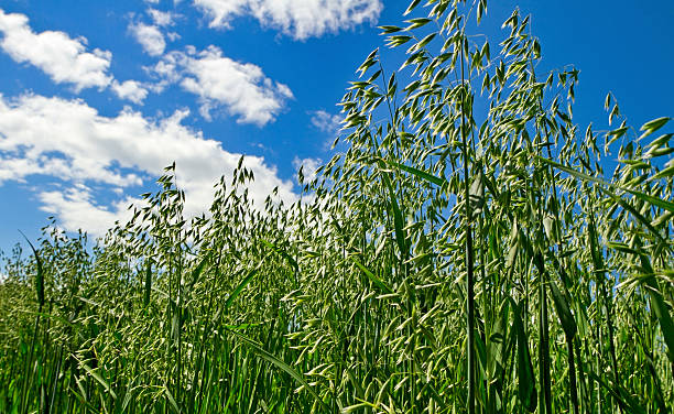 istock Field of oat. 506729983