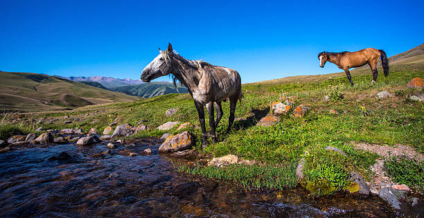 istock horse on mountain pasture 506731177