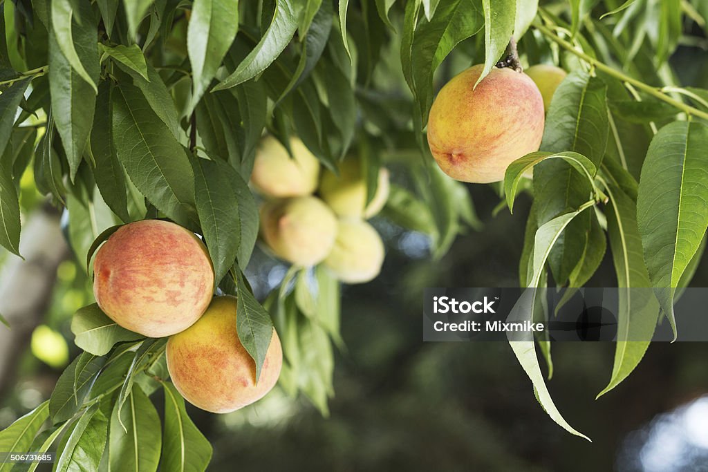 Ripe juicy red peaches Ripe juicy red peaches, hanging of the tree in a orchard (tilt/shift lens used - focus on both groups of the fruits in front) Agriculture Stock Photo