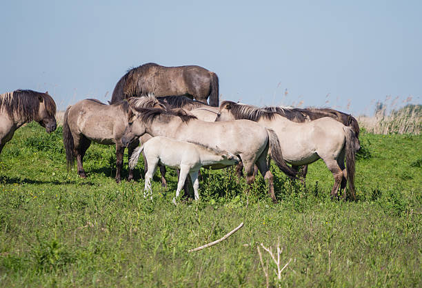 istock Goup of Konik horses 506731933