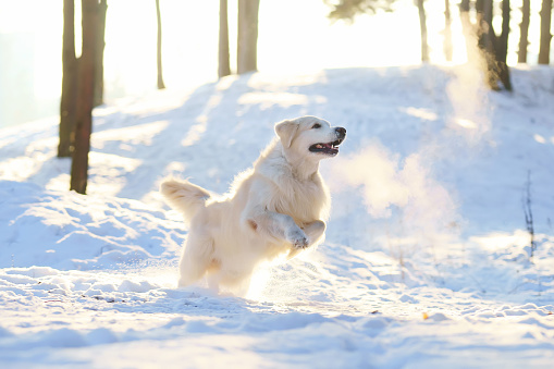 Golden Retriever dog jumping in winter forest on sunset