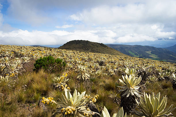 istock Andean Mountains in Colombia. 506750462