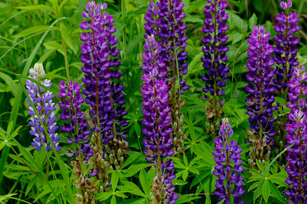 istock Lupine flowers. 506750750