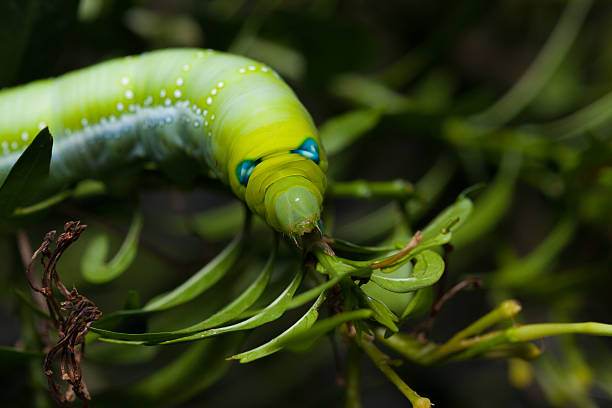 Daphnis nerii Caterpilla Daphnis nerii Caterpillar or oleander hawk-moth in bush and leaf close-up oleander hawk moth stock pictures, royalty-free photos & images