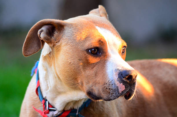 istock american staffordshire terrier 506751356
