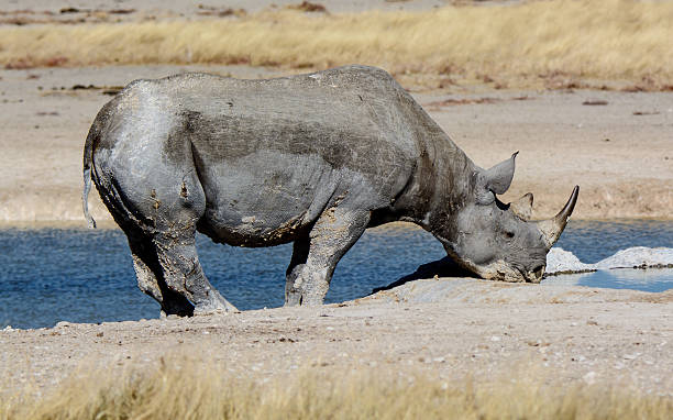 istock Black Rhino at a waterhole 506751542