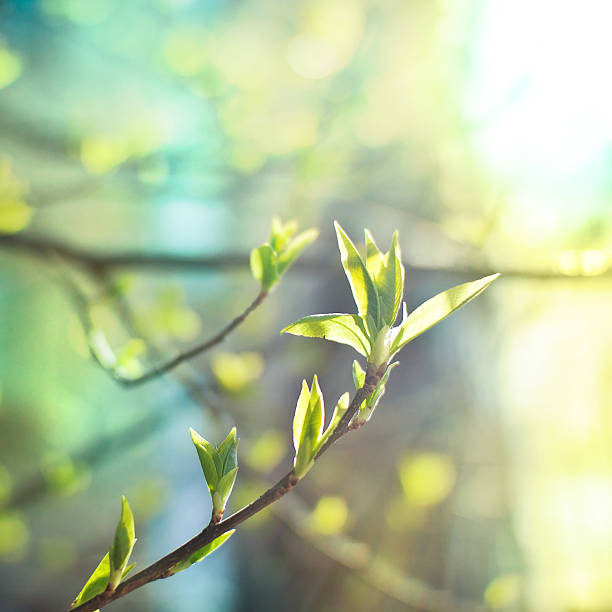istock Toned picture of spring leaves lit with bright sunlight 506752410