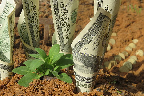 istock Money growing from a garden 506753236