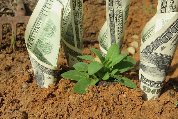 istock American dollars grow from the ground 506753352