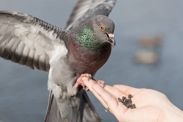 istock pigeon on the palm 506754894
