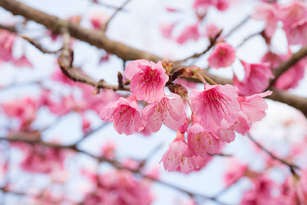 istock Pink Sakura flower blooming. 506755370