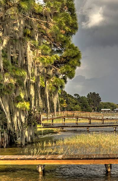 istock Trees and Docks at Lake June, FL 506755951