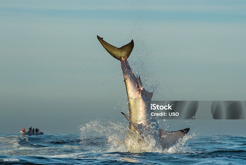 Jumping Great White Shark. Jumping Great White Shark. Tail of the jumped-out white shark (Carcharodon carcharias) Shark Stock Photo