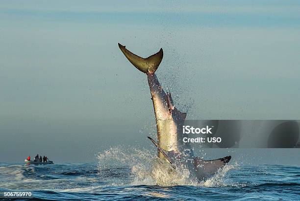 Jumping Great White Shark Stock Photo - Download Image Now - Shark, Megalodon, Animals Breaching